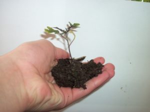 plant-in-person-hand